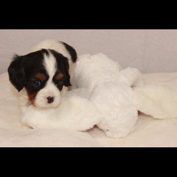 Cavalier King Charles Spaniel