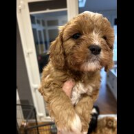 Cavapoo