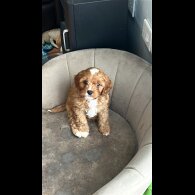 Cavapoo