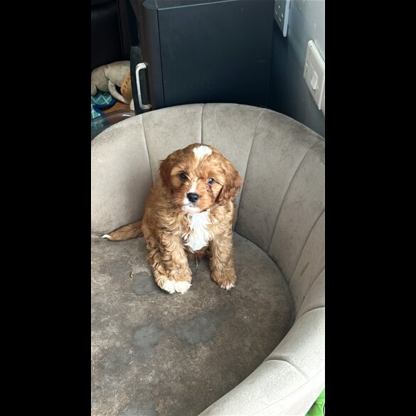 Cavapoo