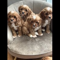 Cavapoo