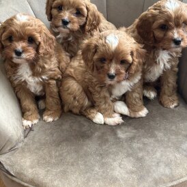 Cavapoo