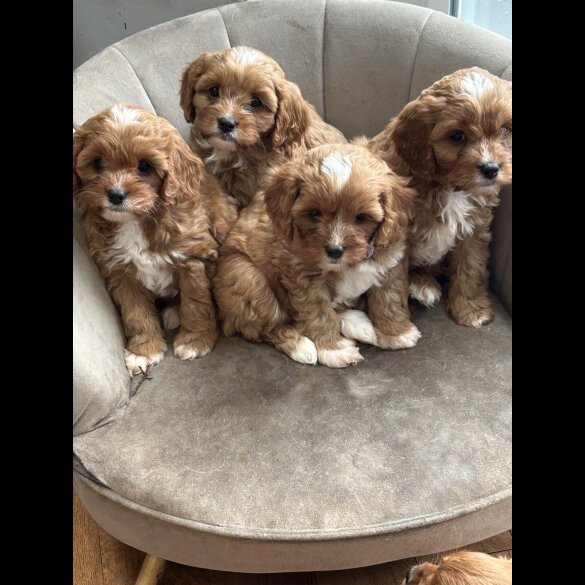 Cavapoo