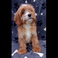 Cavapoo
