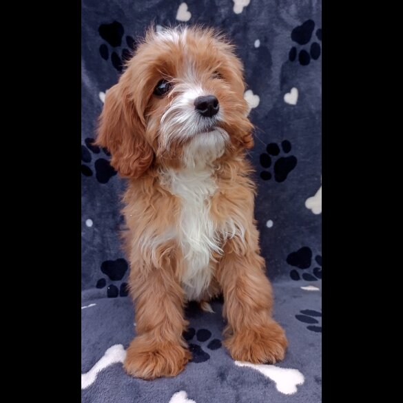 Cavapoo