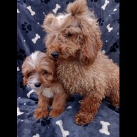 Cavapoo