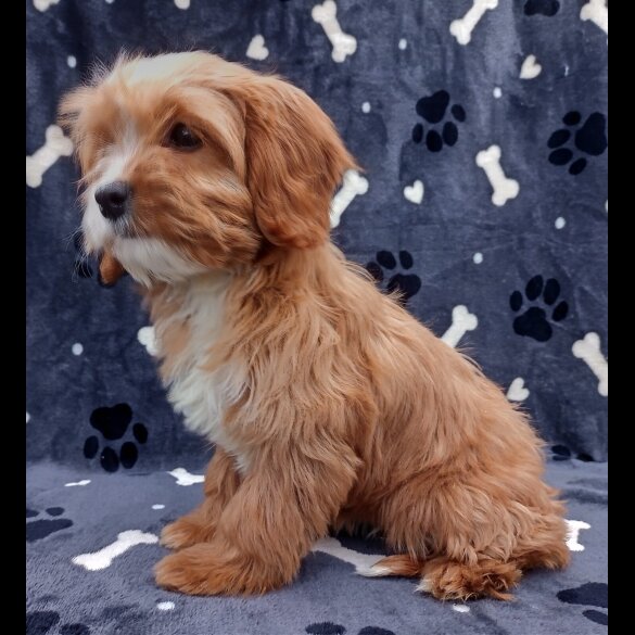 Cavapoo