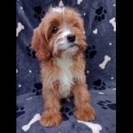 Cavapoo