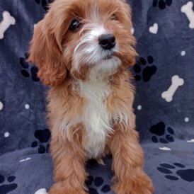 Cavapoo