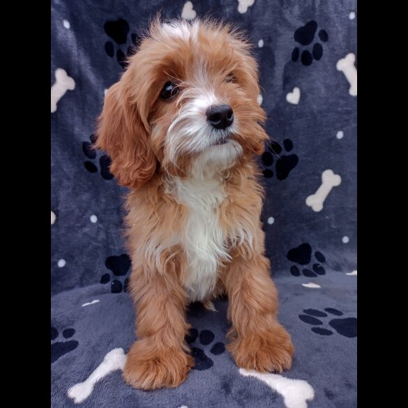 Cavapoo