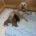 Cavapoo