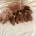 Cavapoo