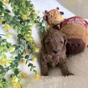 Cavapoo