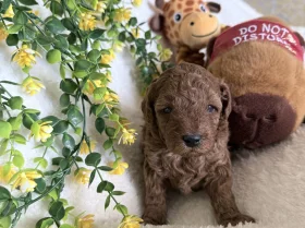 Cavapoo