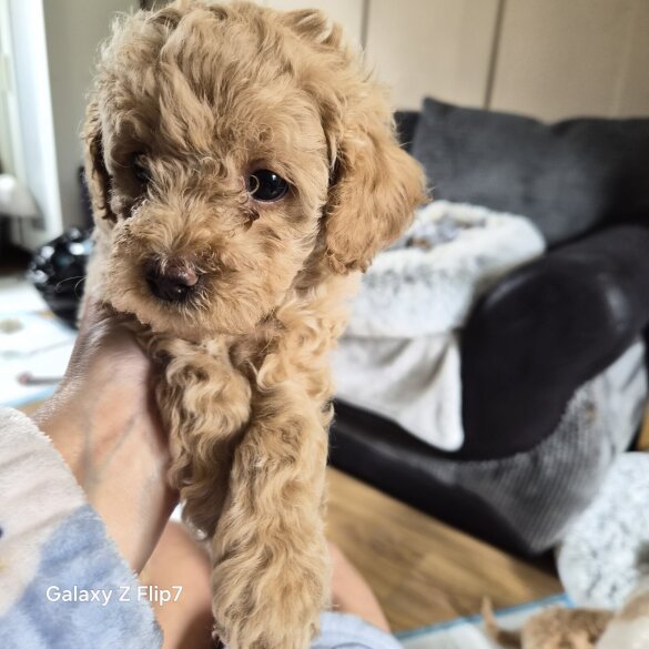 Cavalier King Charles Spaniel