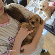 Cavalier King Charles Spaniel