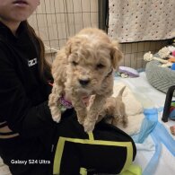 Cavalier King Charles Spaniel