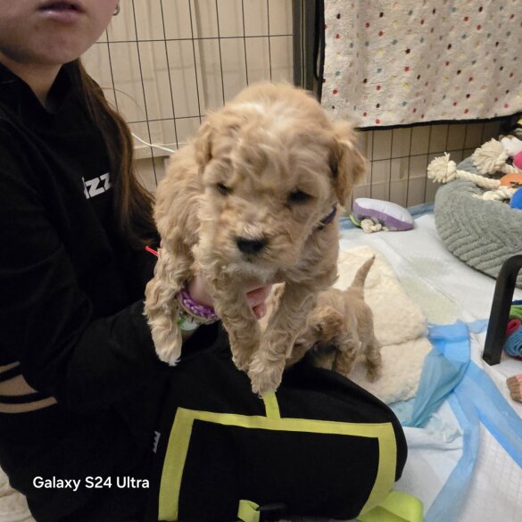 Cavalier King Charles Spaniel