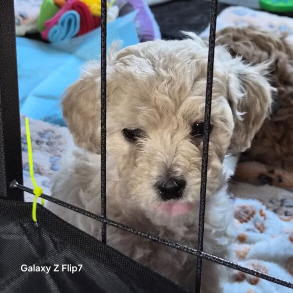 Cavalier King Charles Spaniel