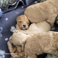 Cavalier King Charles Spaniel