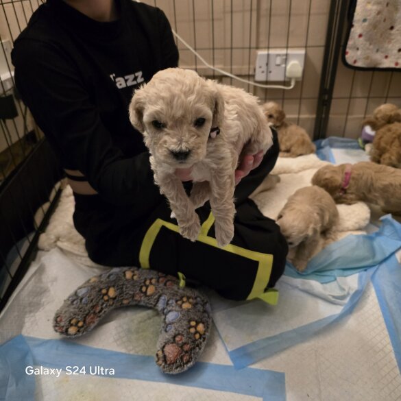 Cavalier King Charles Spaniel
