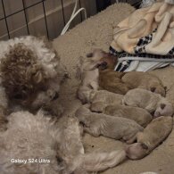 Cavalier King Charles Spaniel