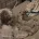 Cavapoo