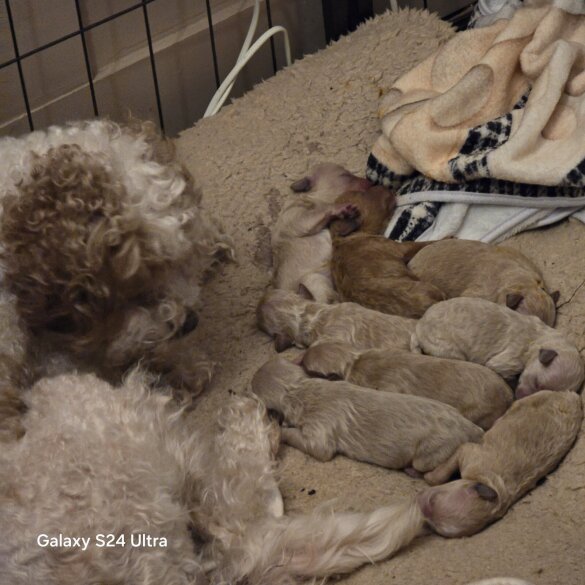 Cavalier King Charles Spaniel