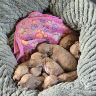 Cavalier King Charles Spaniel