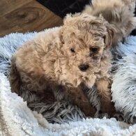 Cavalier King Charles Spaniel