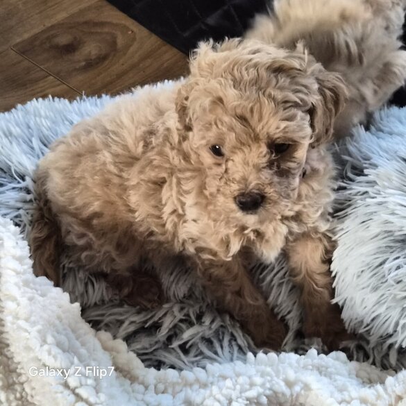Cavalier King Charles Spaniel