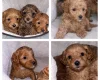Cavapoo