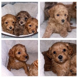 Cavapoo