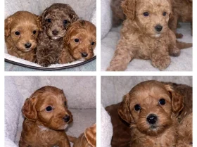 Cavapoo