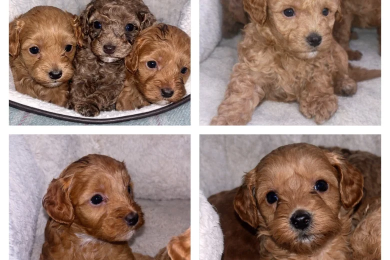 Cavapoo