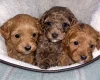 Cavapoo