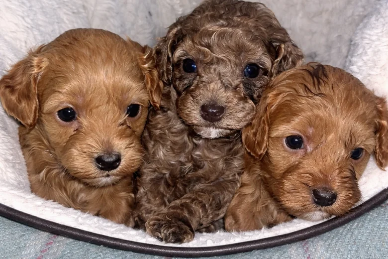 Cavapoo