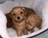 Cavapoo