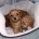 Cavapoo
