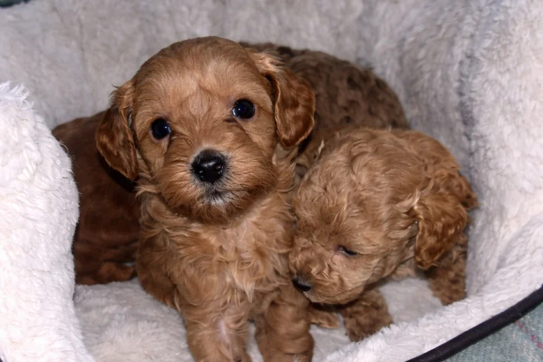 Cavapoo