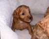 Cavapoo