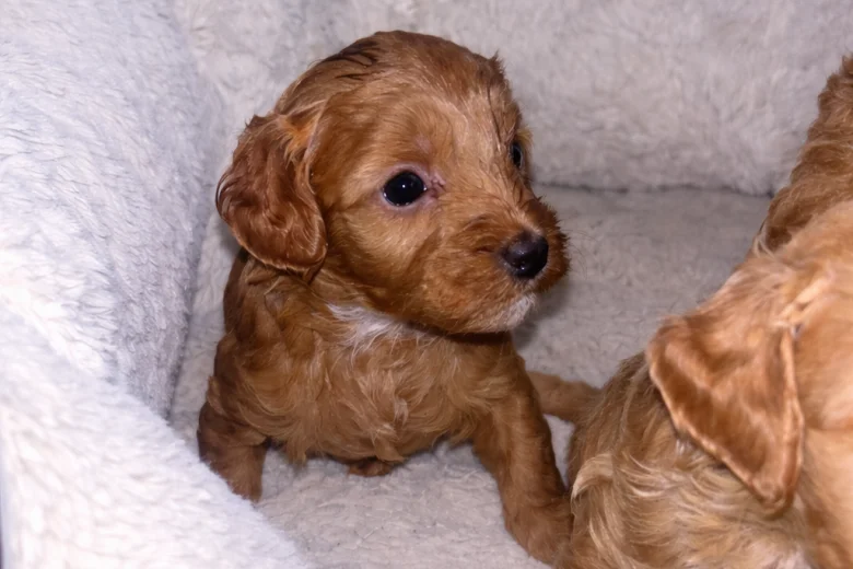 Cavapoo