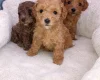 Cavapoo