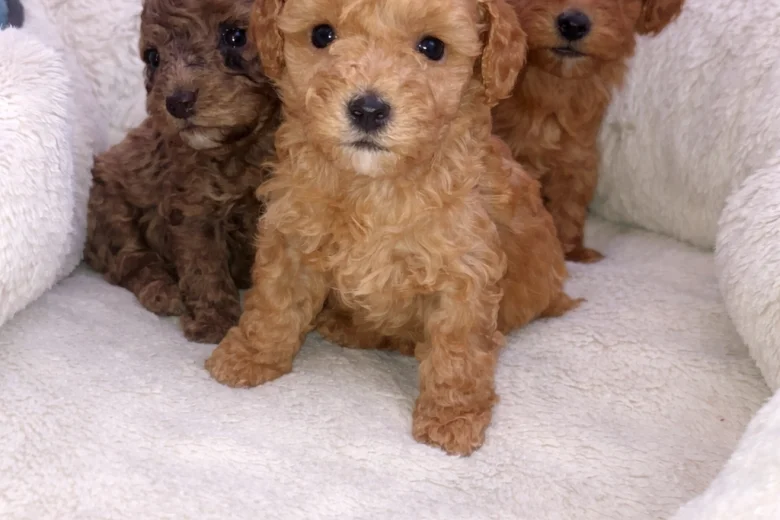 Cavapoo