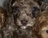 Cavapoo
