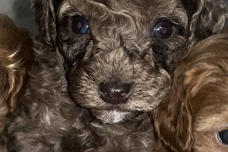 Cavapoo