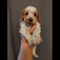 Cavapoo