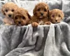 Cavapoo