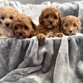 Cavapoo