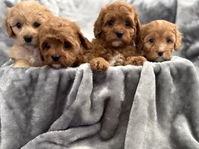 Cavapoo